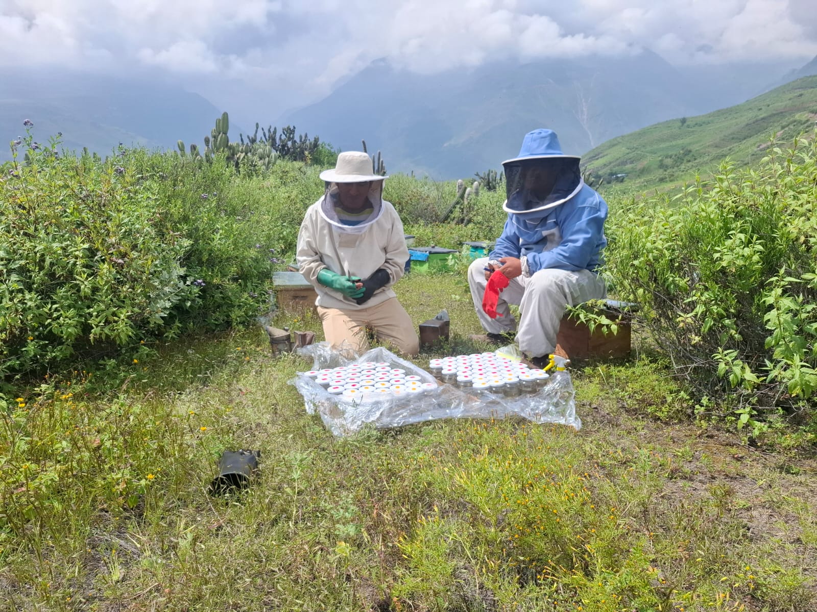 Asesoramiento Técnico
